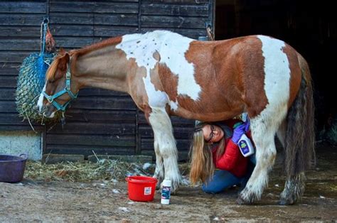 woman fucks horse|Curvy woman endures real horse cock into her vagina